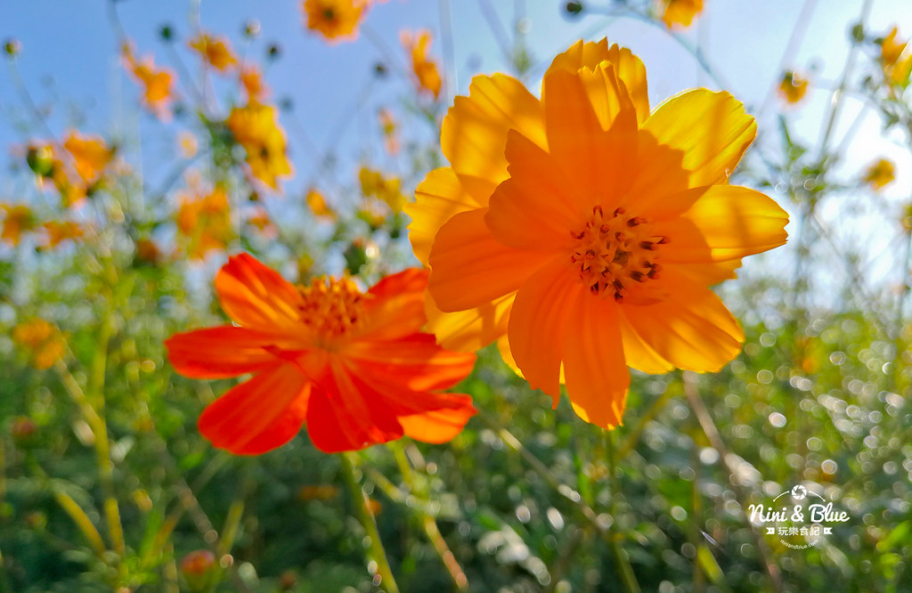 新社花海201901