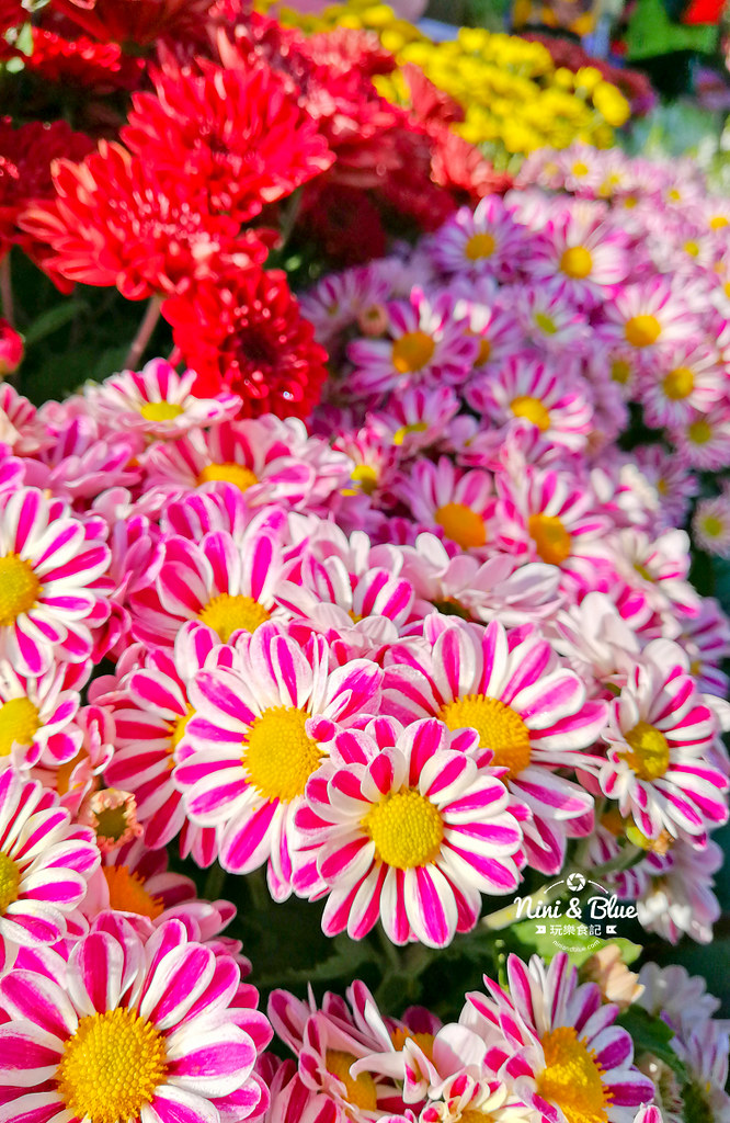 新社花海201903