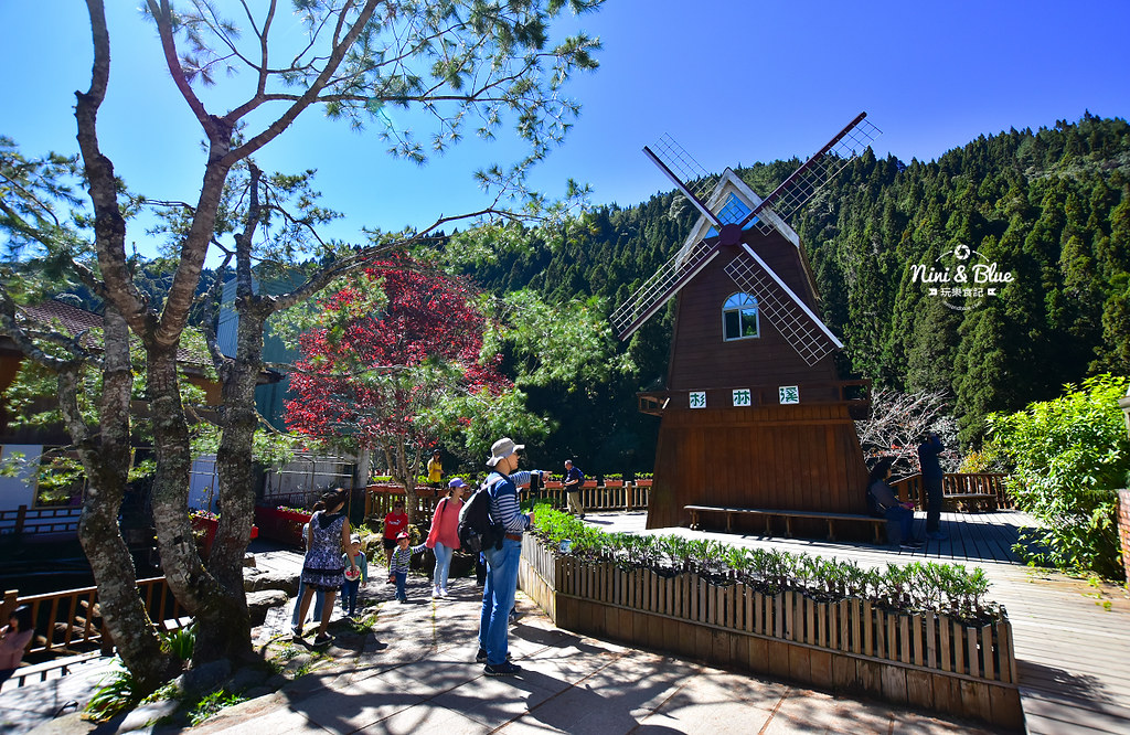 杉林溪 落羽松 水杉 楓葉 門票旅展  南投景點10