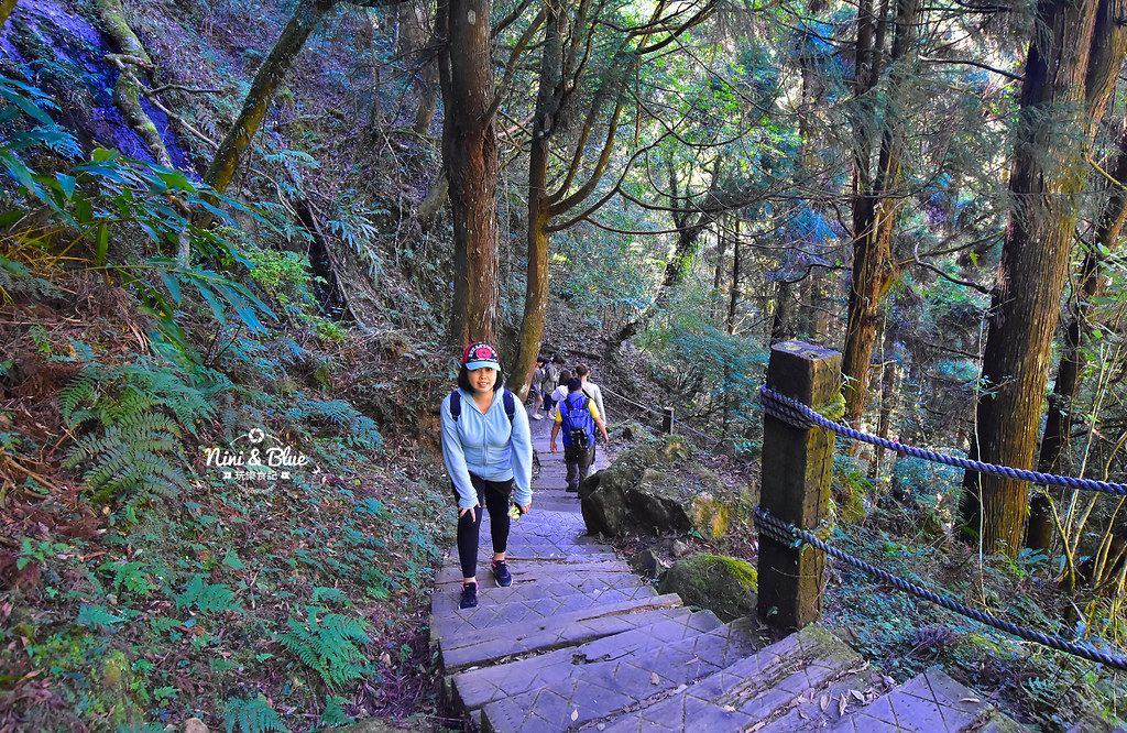 杉林溪 落羽松 水杉 楓葉 門票旅展  南投景點23