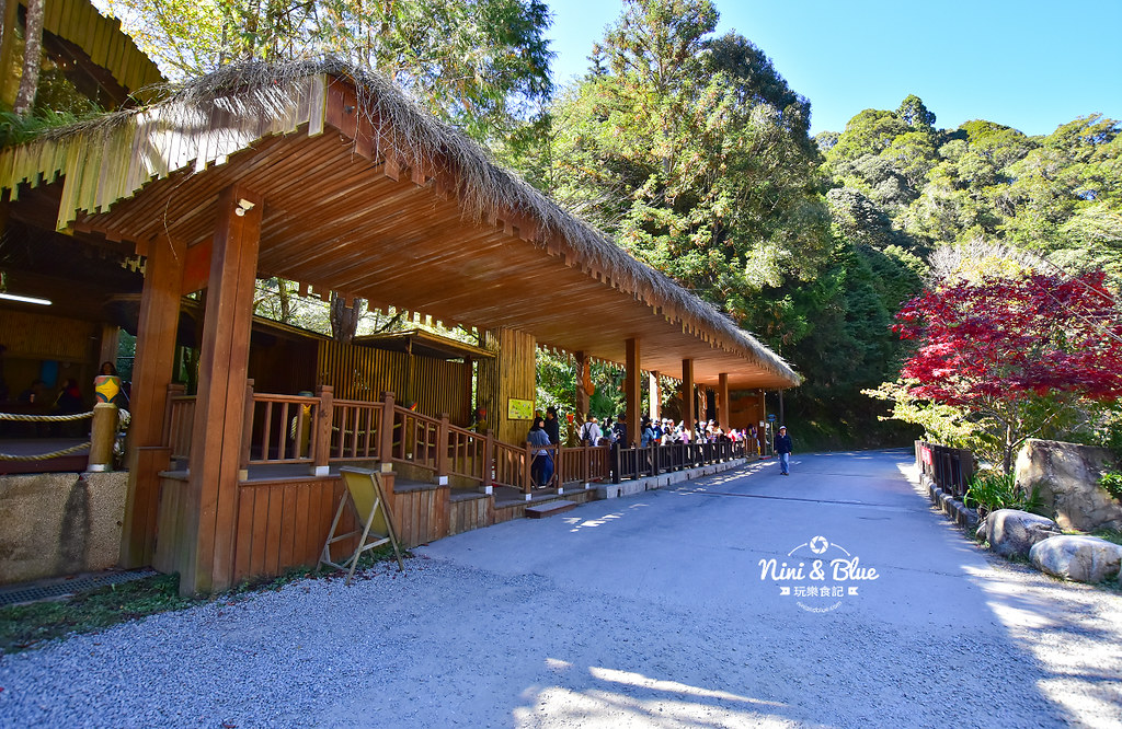 杉林溪 落羽松 水杉 楓葉 門票旅展  南投景點17