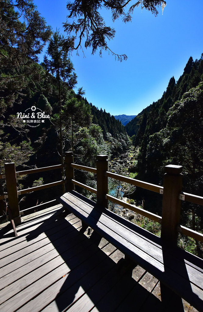 杉林溪 落羽松 水杉 楓葉 門票旅展  南投景點05