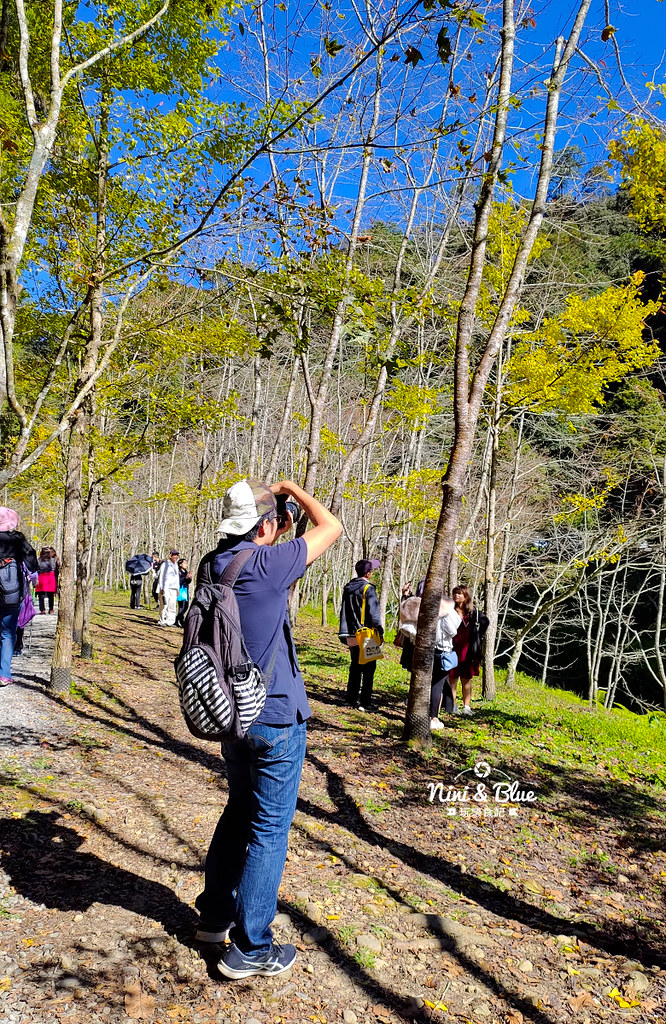 杉林溪 落羽松 水杉 楓葉 門票旅展  南投景點31