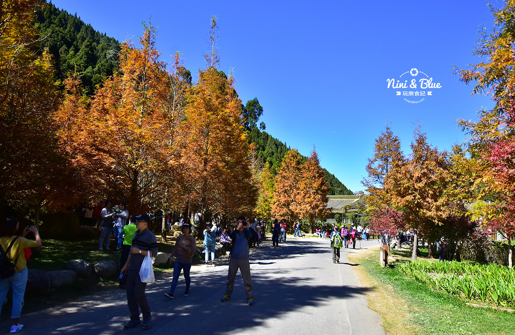杉林溪 落羽松 水杉 楓葉 門票旅展  南投景點12
