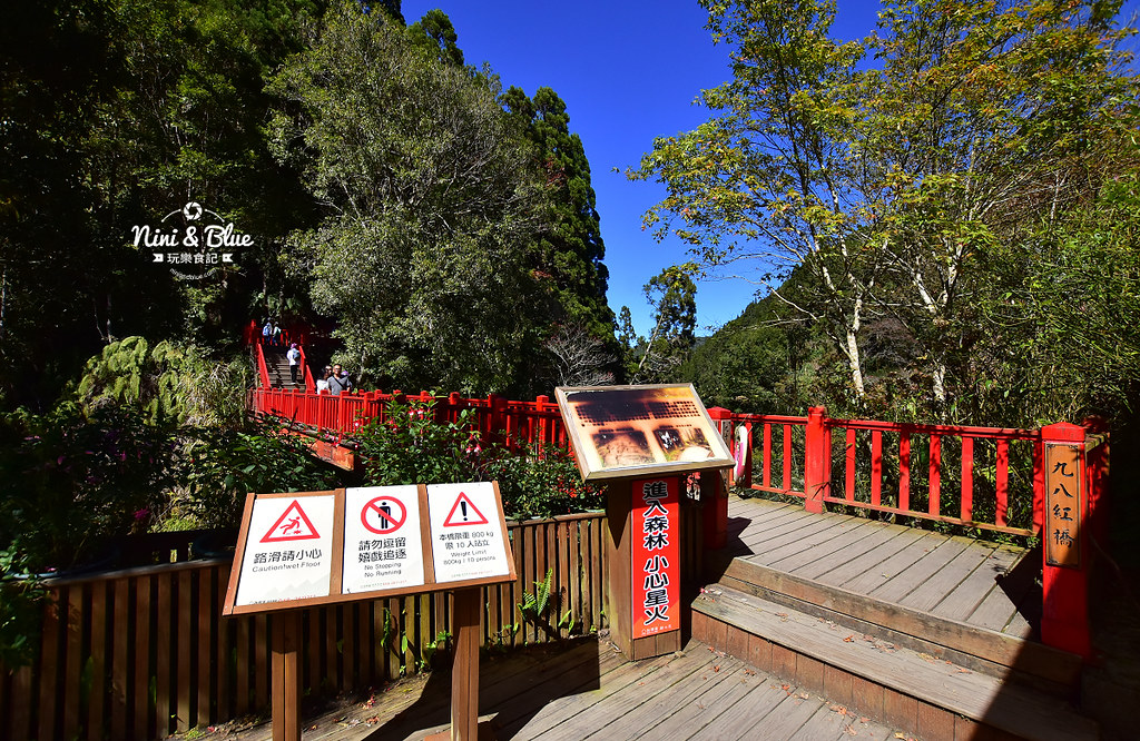 杉林溪 落羽松 水杉 楓葉 門票旅展  南投景點07