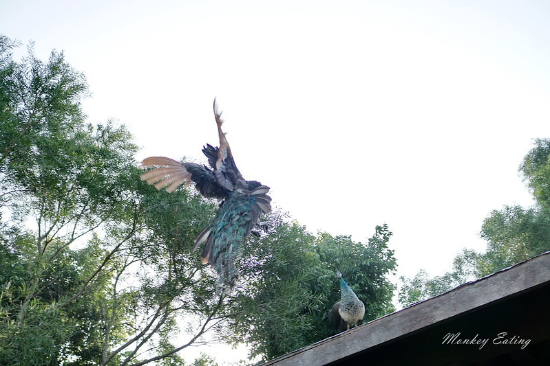 大坑登山步道-風動石公園│相連六、七、八號步道的休息中繼站,參拜南海寺福德祠 @Nini and Blue 玩樂食記 DSC07786