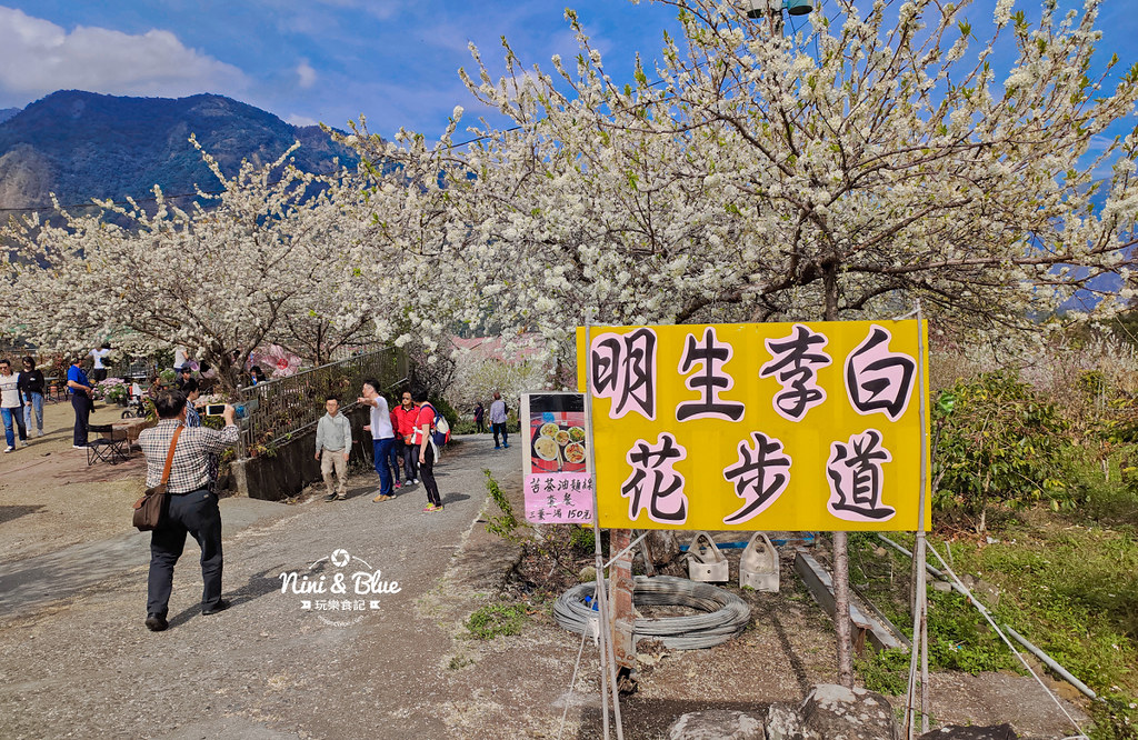 草坪頭櫻花季 草坪頭玉山觀光茶園21