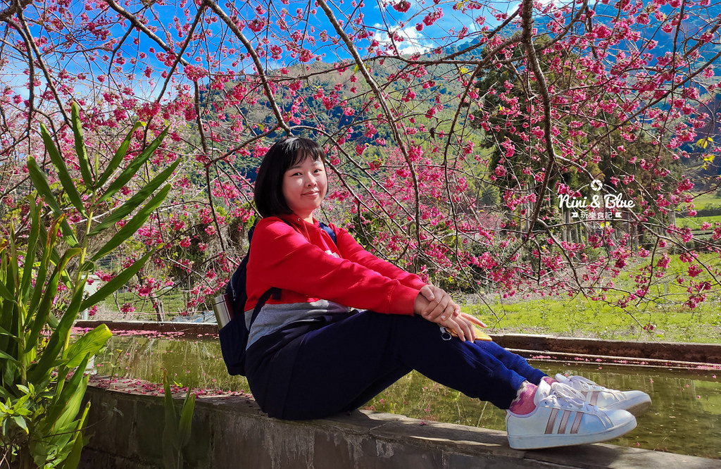 草坪頭櫻花季 草坪頭玉山觀光茶園20 草坪頭櫻花季 草坪頭玉山觀光茶園20