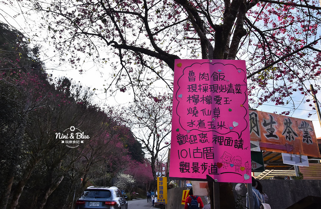 草坪頭櫻花季 草坪頭玉山觀光茶園04 草坪頭櫻花季 草坪頭玉山觀光茶園04