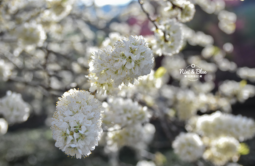 台中哪裡有洋紅風鈴木、梅花 台中哪裡有洋紅風鈴木、梅花