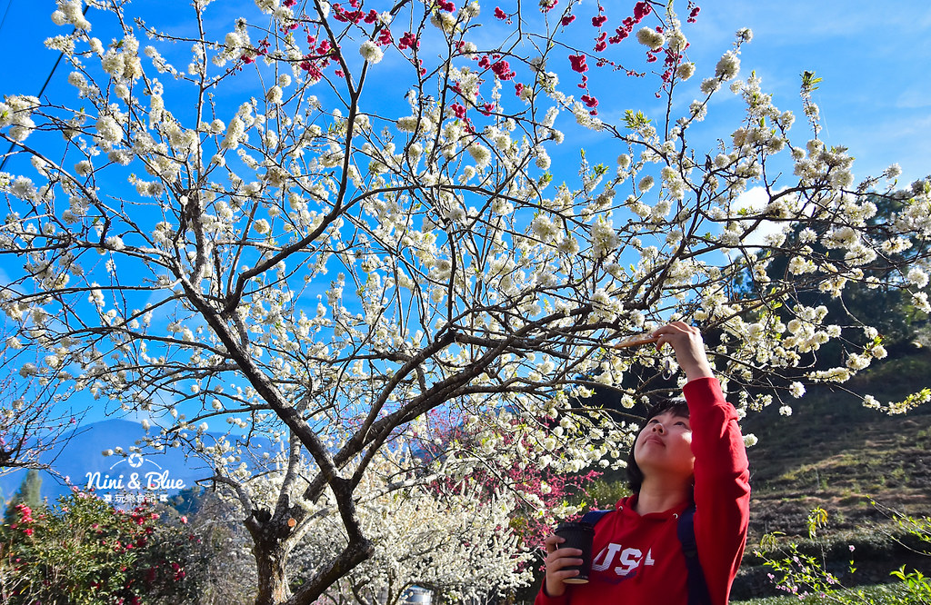 草坪頭櫻花季 草坪頭玉山觀光茶園01