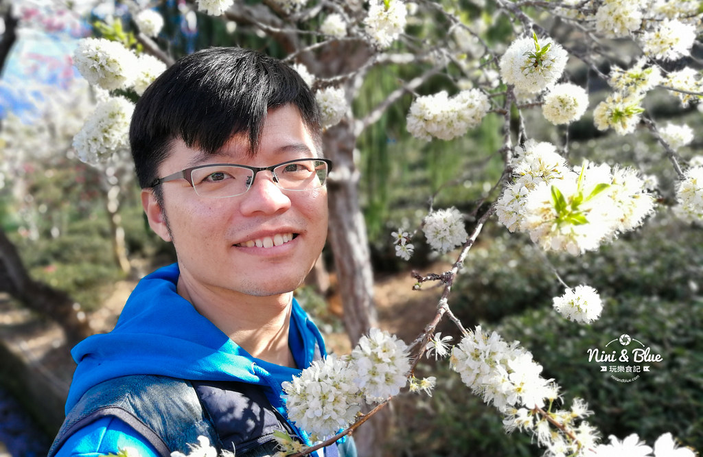 草坪頭櫻花季 草坪頭玉山觀光茶園11 草坪頭櫻花季 草坪頭玉山觀光茶園11