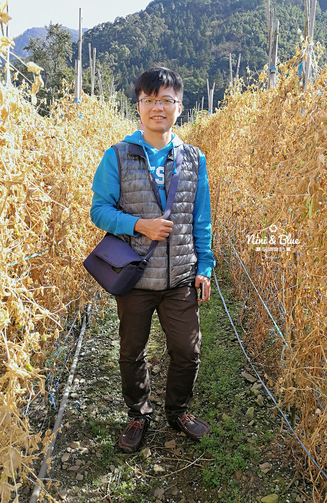 草坪頭櫻花季 草坪頭玉山觀光茶園12 草坪頭櫻花季 草坪頭玉山觀光茶園12