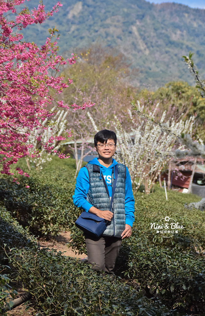 草坪頭櫻花季 草坪頭玉山觀光茶園09 草坪頭櫻花季 草坪頭玉山觀光茶園09