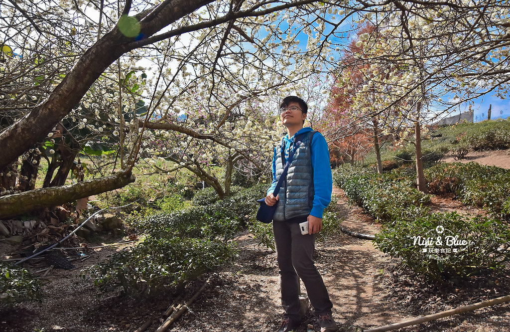 草坪頭櫻花季 草坪頭玉山觀光茶園06