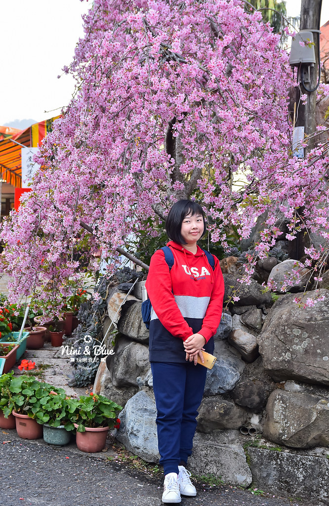 草坪頭櫻花季 草坪頭玉山觀光茶園03 草坪頭櫻花季 草坪頭玉山觀光茶園03