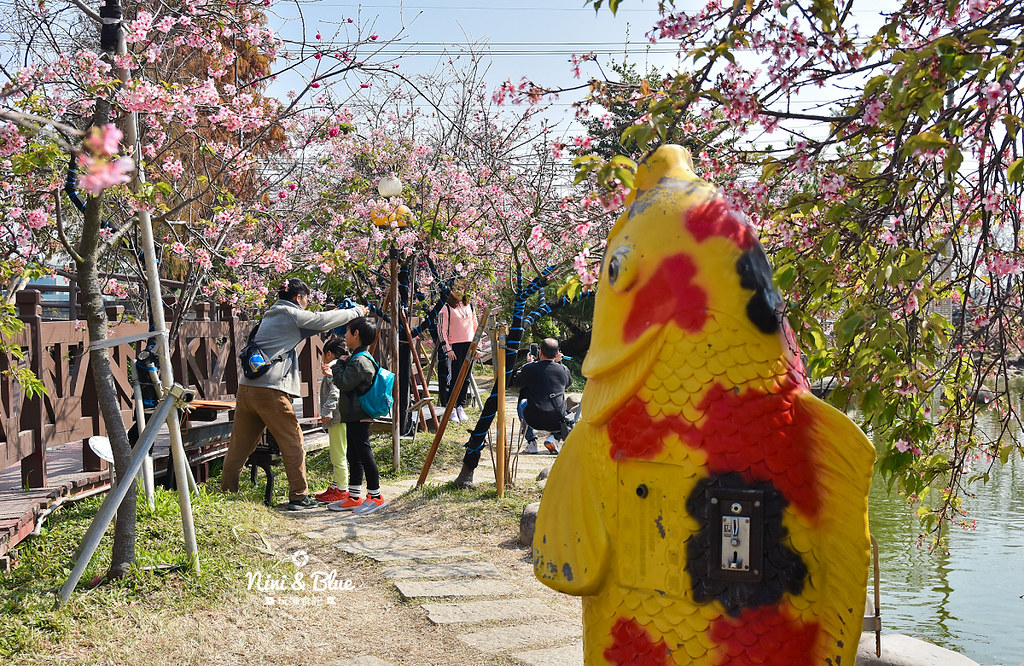 台中櫻花種苗場 彰化芬園花卉園區10 台中櫻花種苗場 彰化芬園花卉園區10