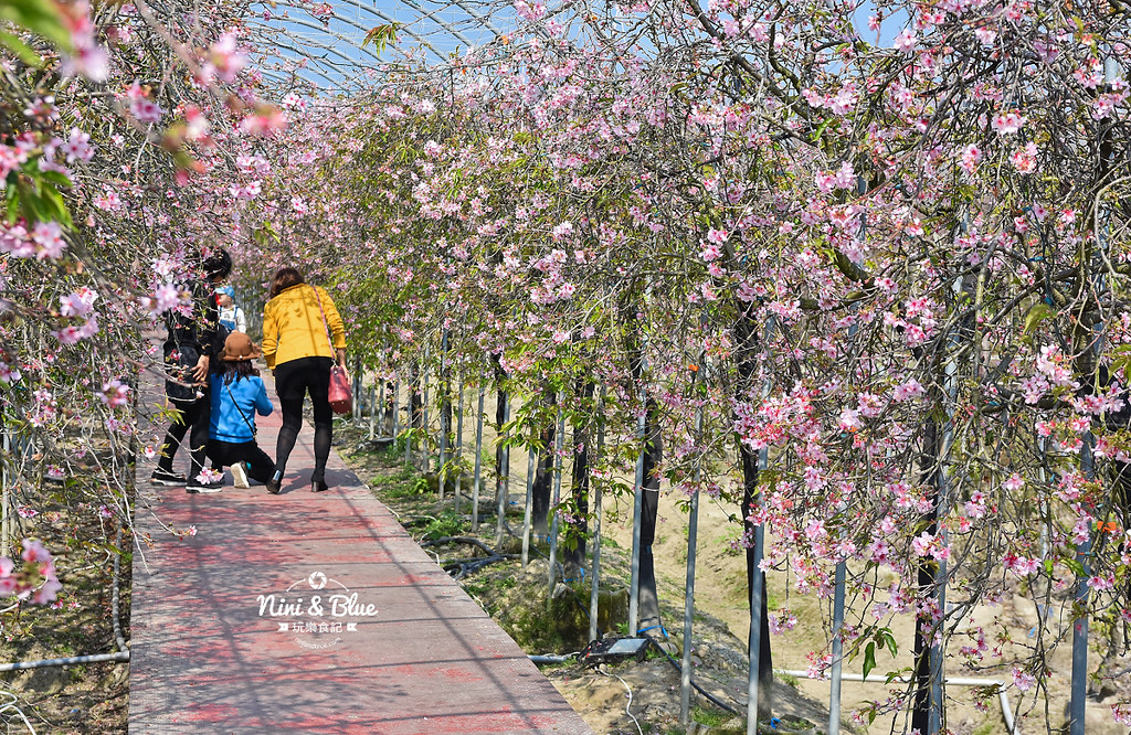 台中櫻花種苗場 彰化芬園花卉園區04 台中櫻花種苗場 彰化芬園花卉園區04