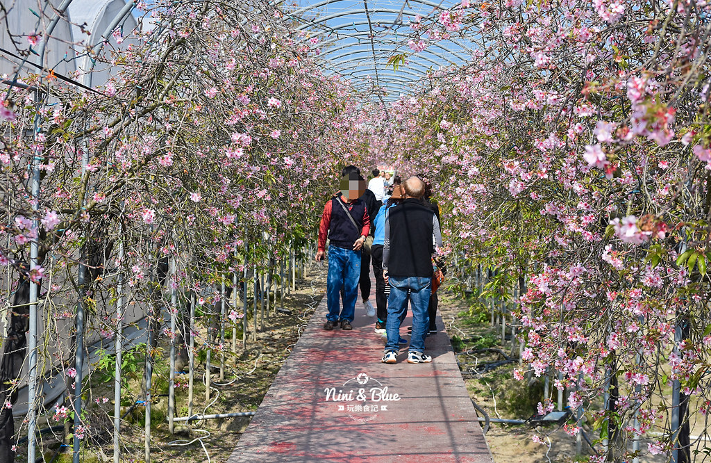 台中櫻花種苗場 彰化芬園花卉園區03