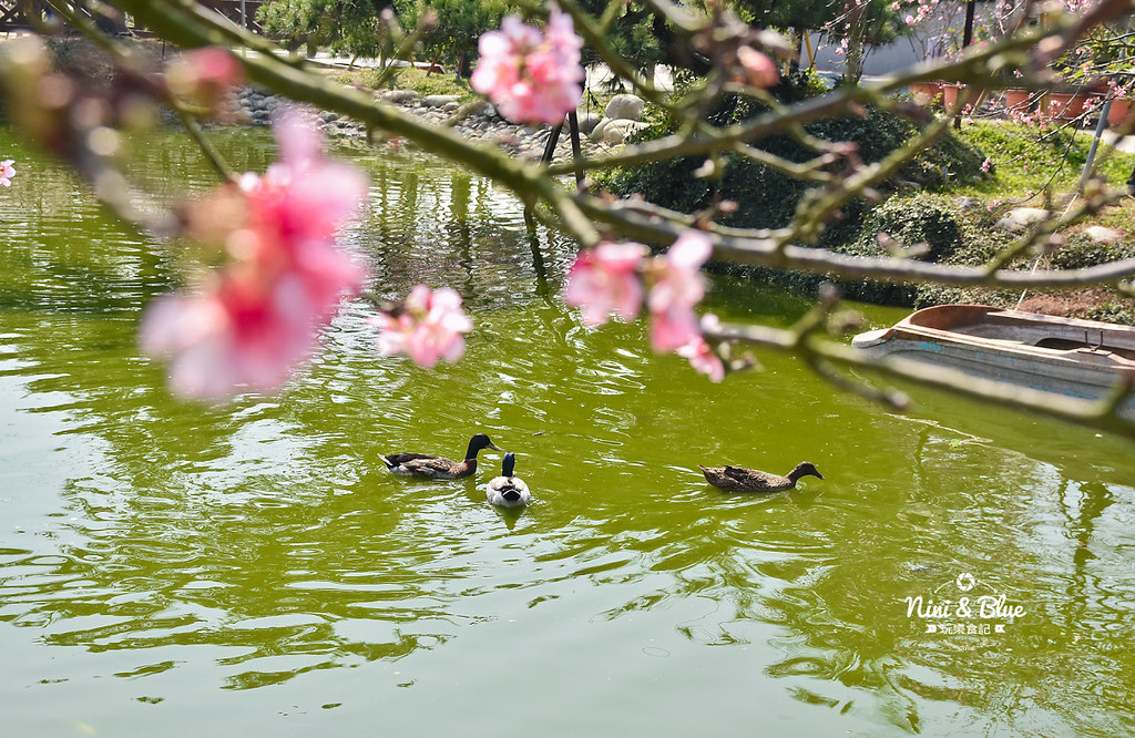 台中櫻花種苗場 彰化芬園花卉園區12