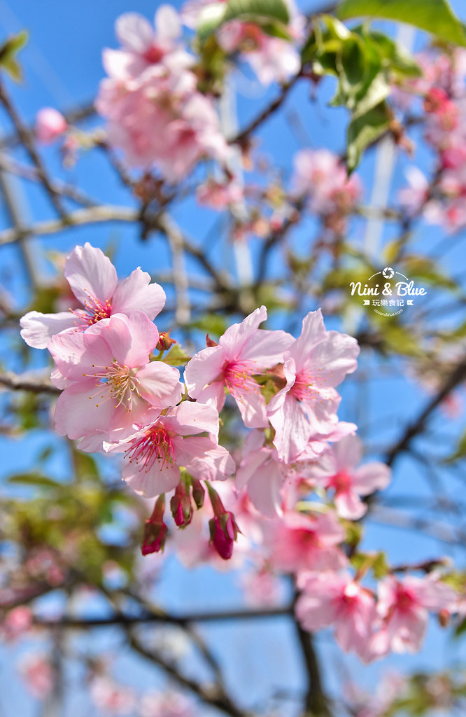 台中櫻花種苗場 彰化芬園花卉園區06