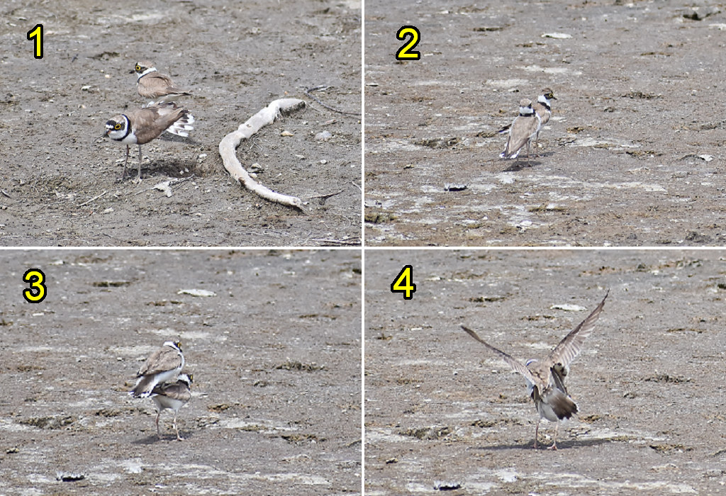 新竹17公里 金城湖賞鳥區23