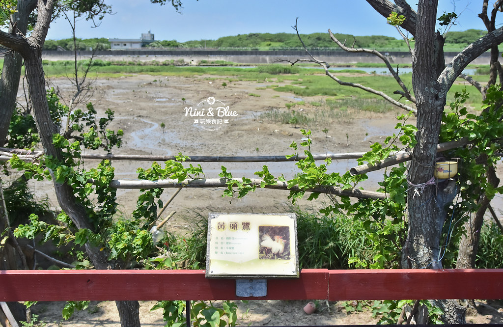 紅樹林生態公園 新竹景點 水筆仔15