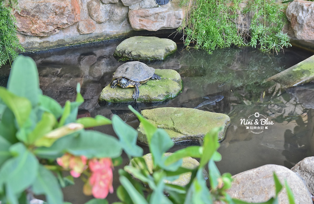 紅樹林生態公園 新竹景點 水筆仔19
