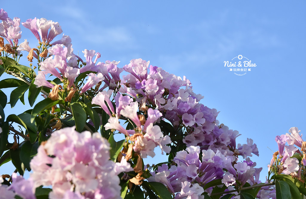 苗栗通霄蒜香藤花海景點15