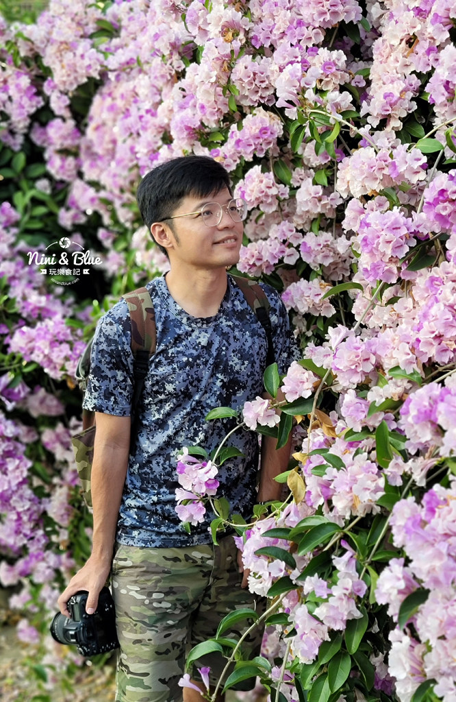 苗栗通霄蒜香藤花海景點13