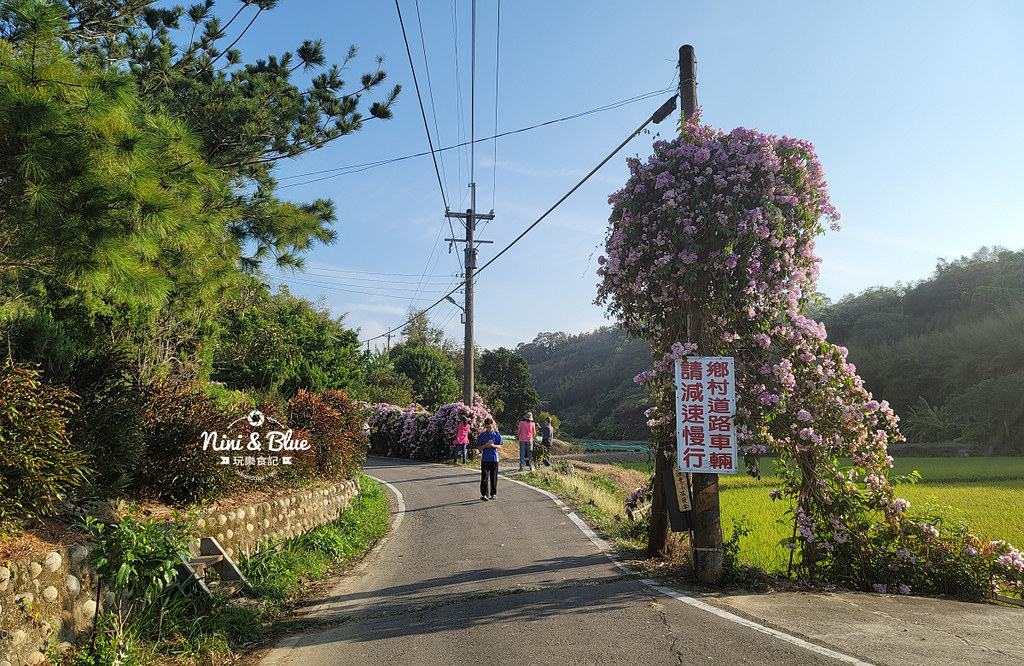苗栗通霄蒜香藤花海景點05