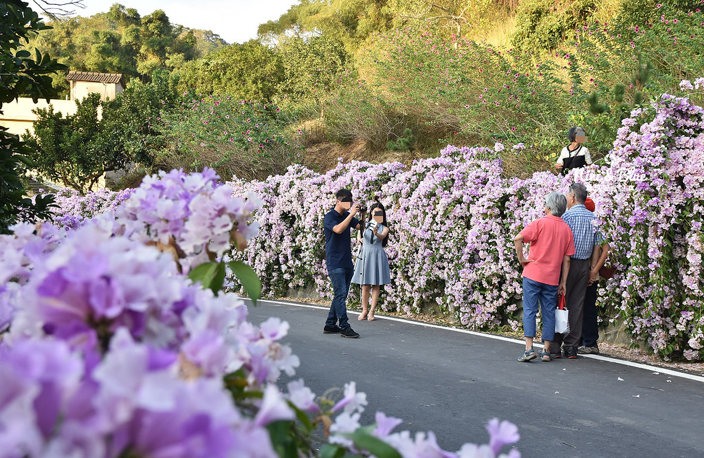 苗栗通霄蒜香藤花海景點18