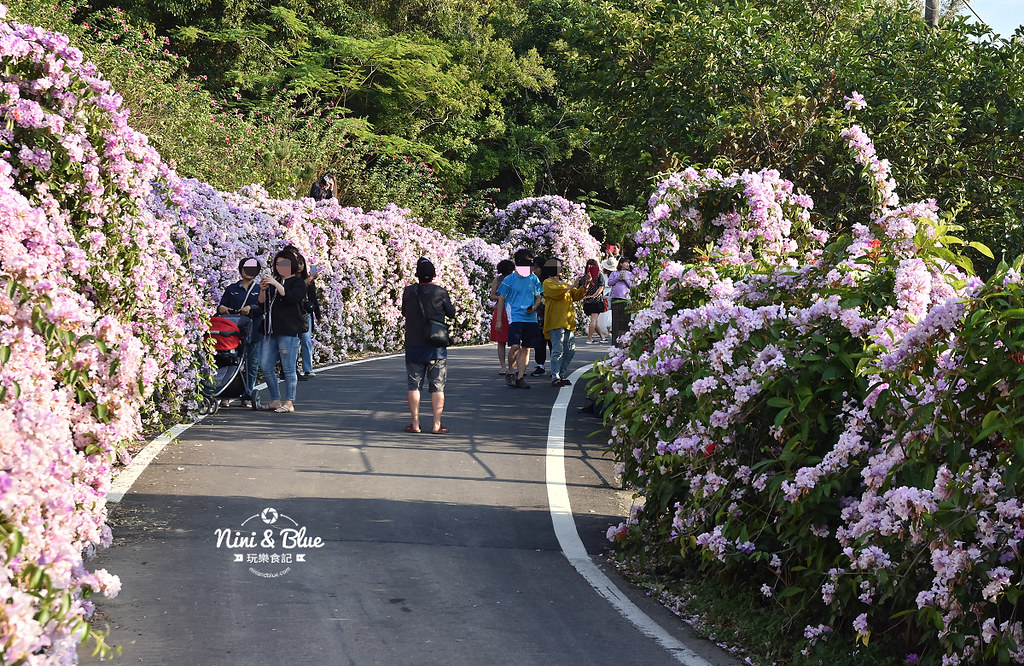 苗栗通霄蒜香藤花海景點17