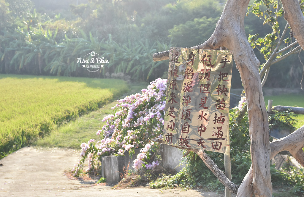 苗栗通霄蒜香藤花海景點14