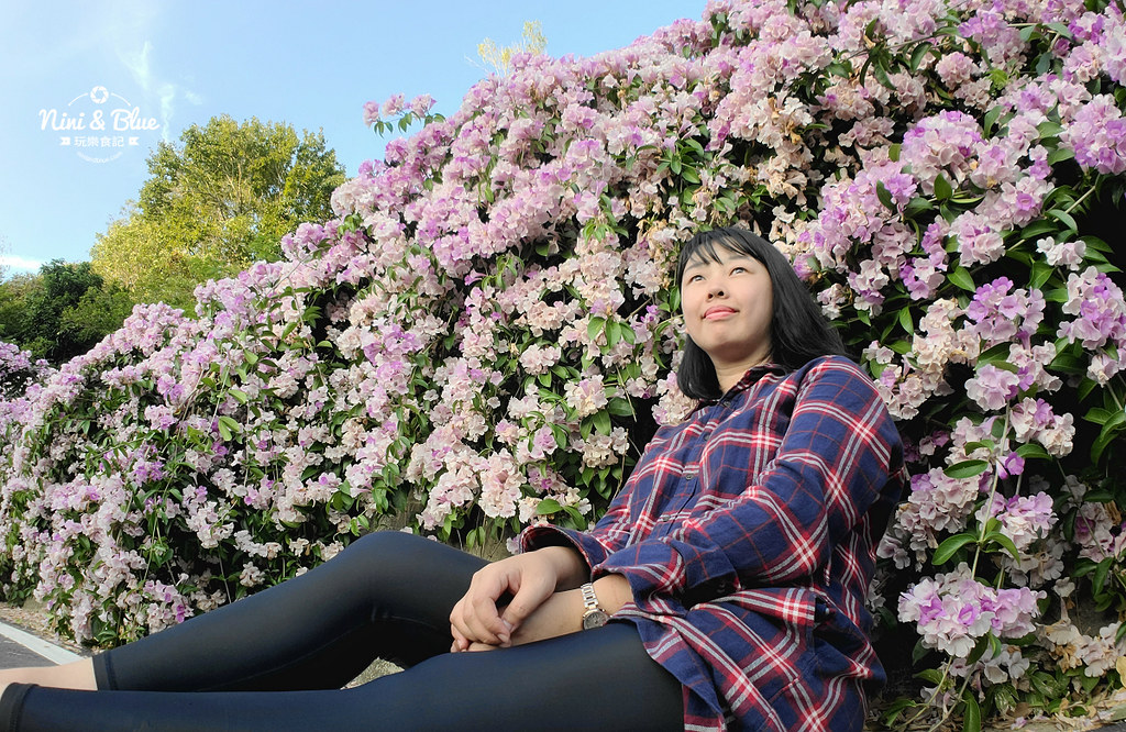 苗栗通霄蒜香藤花海景點09