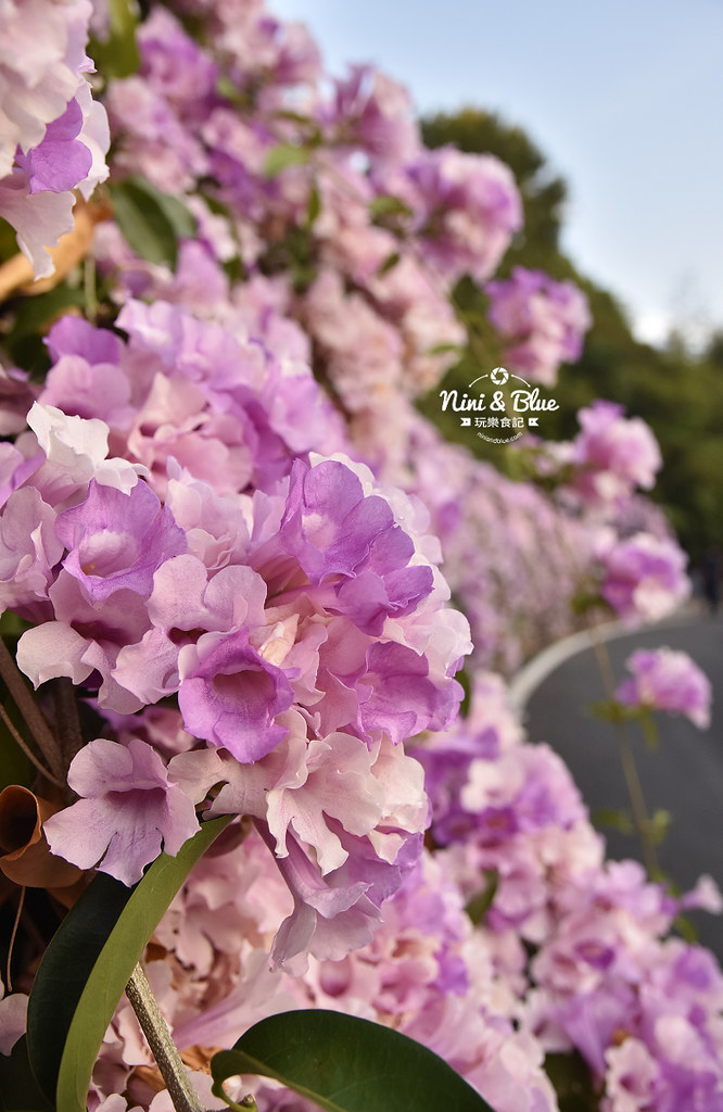 苗栗通霄蒜香藤花海景點20