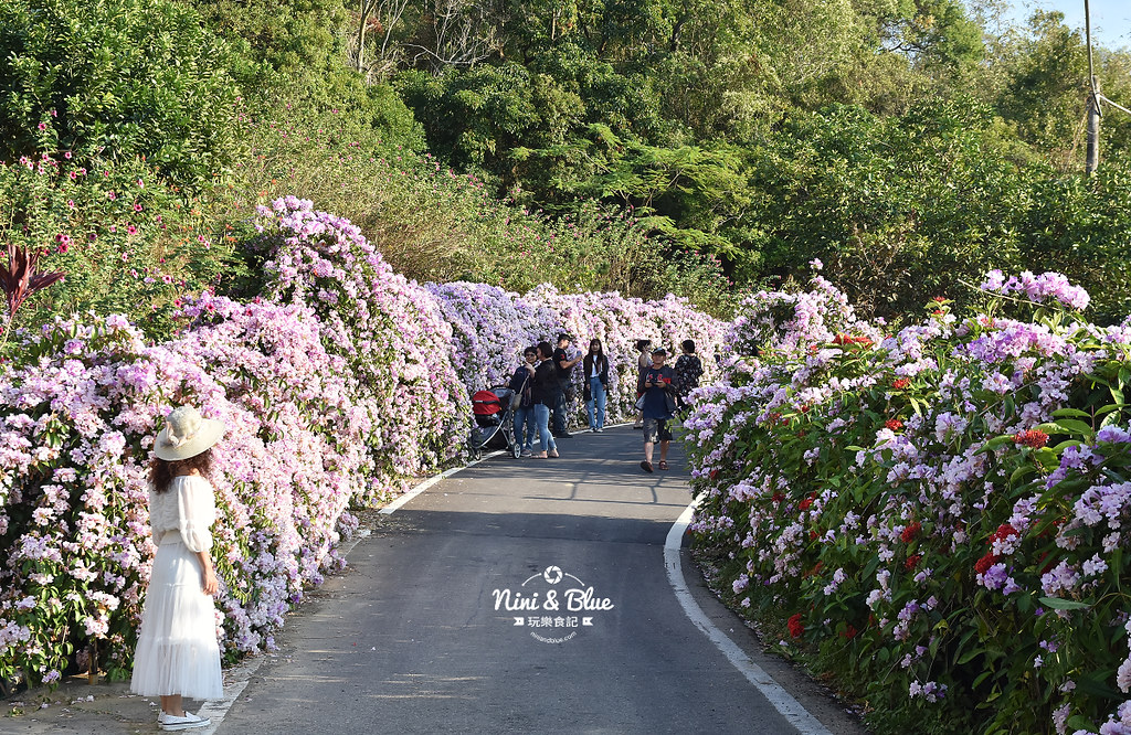 苗栗通霄蒜香藤花海景點16