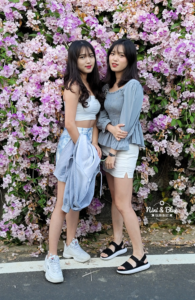 苗栗通霄蒜香藤花海景點12