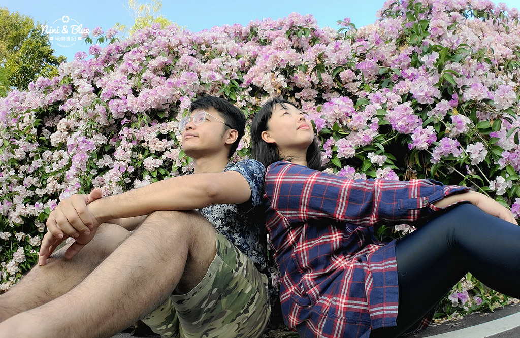 苗栗通霄蒜香藤花海景點08
