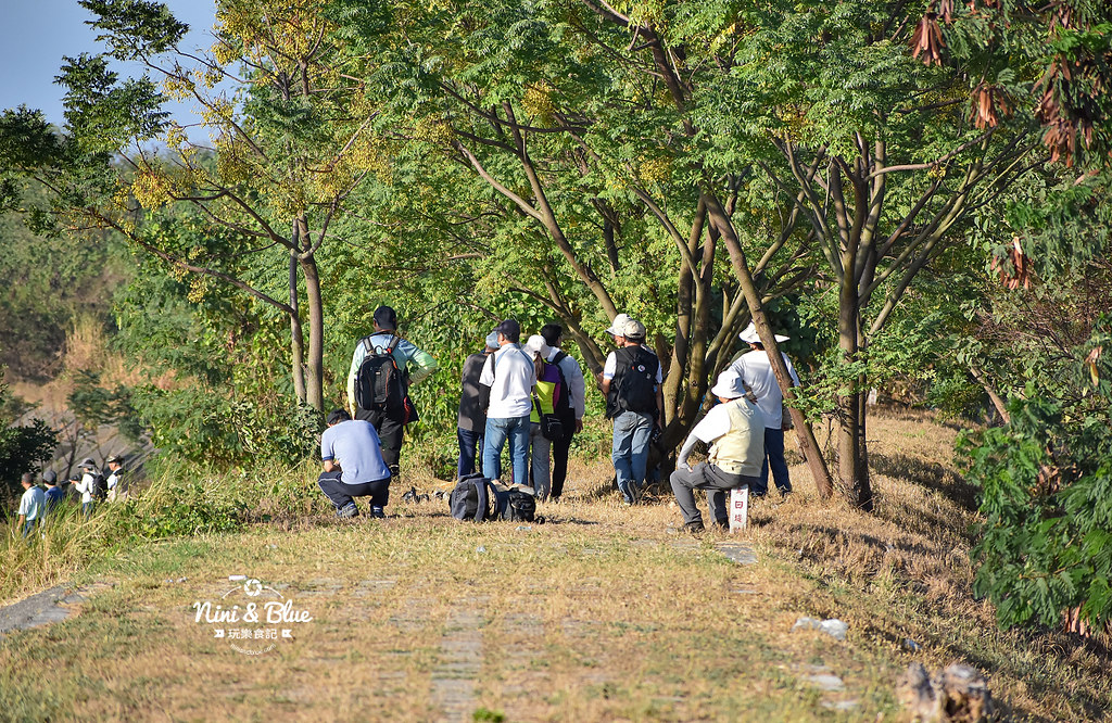彰化芬園 草屯 烏日牛群 貓羅溪 堤防12