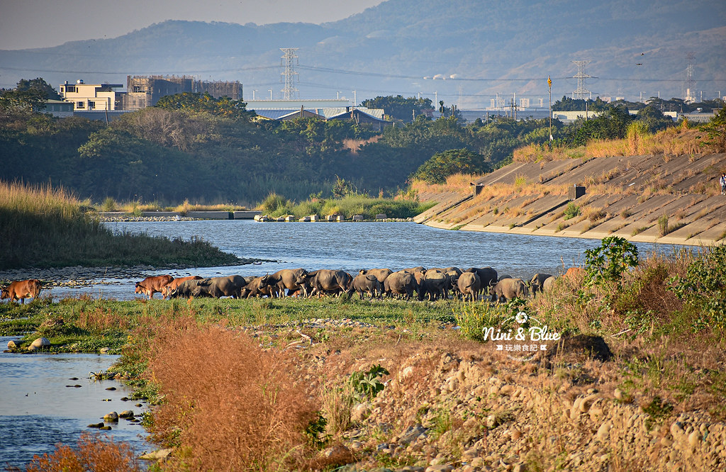 彰化芬園 草屯 烏日牛群 貓羅溪 堤防21