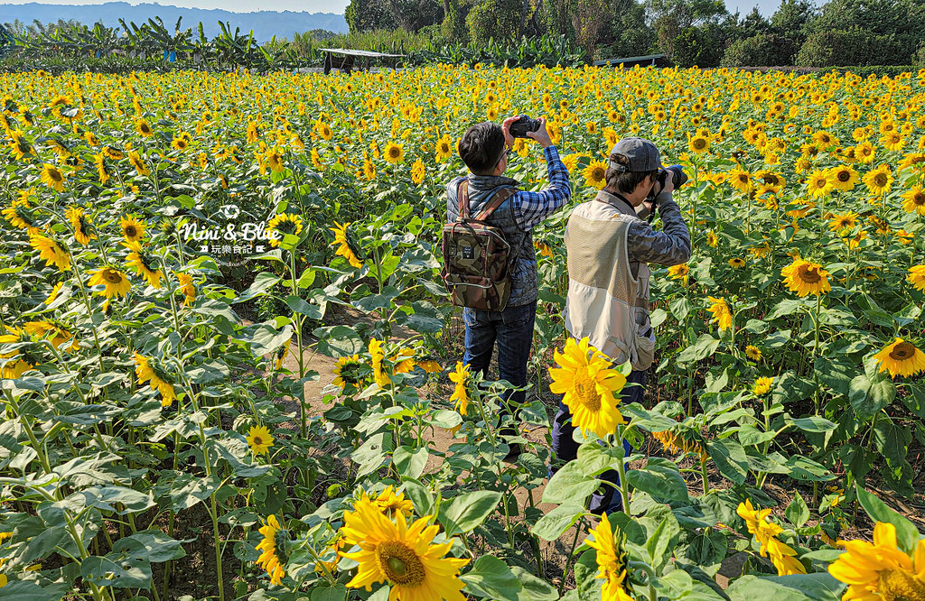 竹山燈會2021年南投元宵燈會景點13 竹山燈會2021年南投元宵燈會景點13