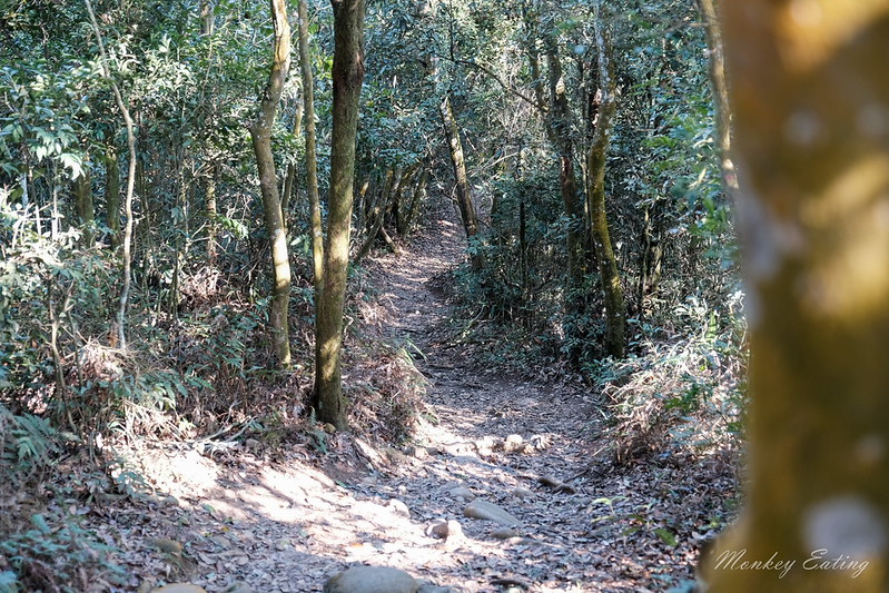 【大坑5-1號登山步道】連接5號登山步道,台中頭嵙山稜線縱走,欣賞新社美麗山景~ @Nini and Blue 玩樂食記 DSCF8772