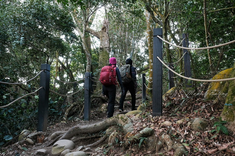 【大坑5號登山步道】台中高CP值仙境步道,挑戰山稜線縱走,登頭嵙山小百岳美景盡收眼底! @Nini and Blue 玩樂食記 DSCF8713