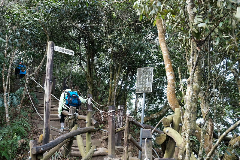 【大坑5號登山步道】台中高CP值仙境步道,挑戰山稜線縱走,登頭嵙山小百岳美景盡收眼底! @Nini and Blue 玩樂食記 DSCF8753