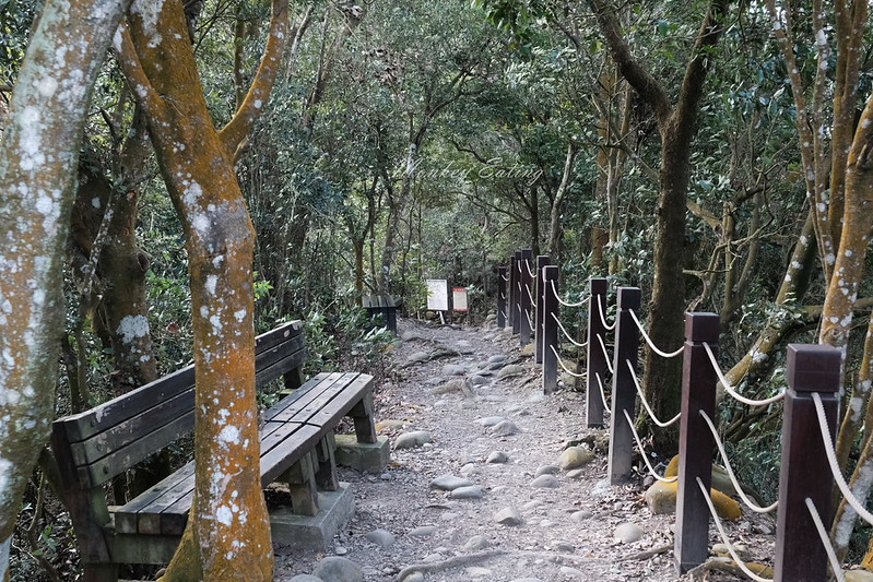 【大坑5號登山步道】台中高CP值仙境步道,挑戰山稜線縱走,登頭嵙山小百岳美景盡收眼底! @Nini and Blue 玩樂食記 DSCF8708