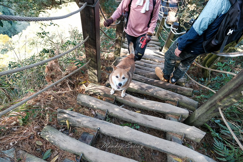 【大坑5號登山步道】台中高CP值仙境步道,挑戰山稜線縱走,登頭嵙山小百岳美景盡收眼底! @Nini and Blue 玩樂食記 DSCF8761