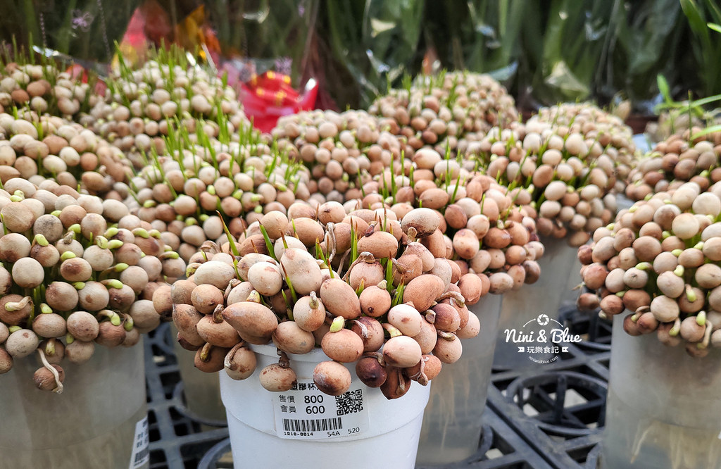 台中花市 永春花市29