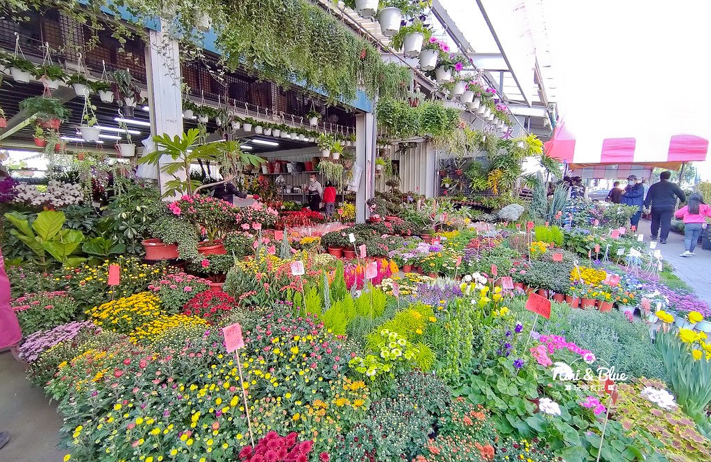 台中花市 永春花市21