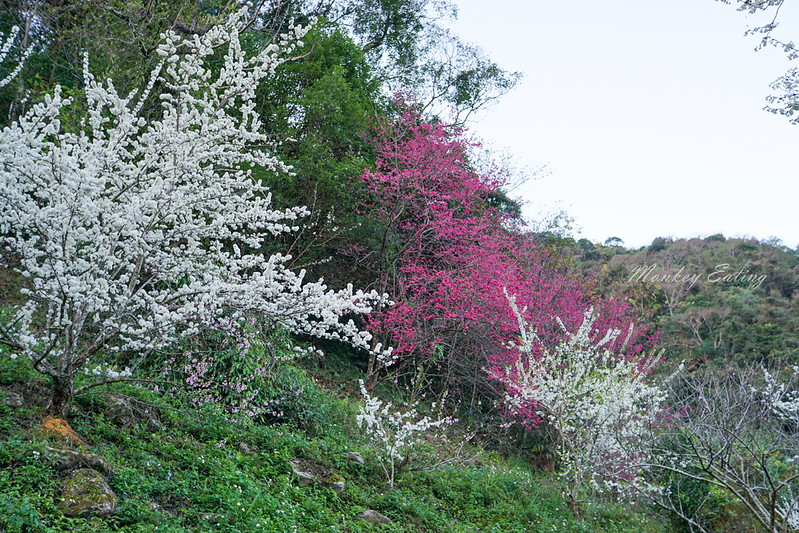 DSC03960